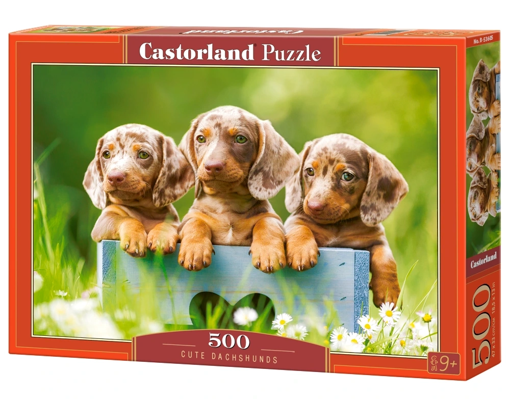 Cute Dachshunds